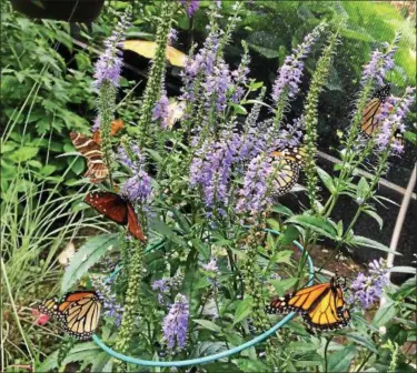  ?? CAROL HARPER — THE MORNING JOURNAL ?? A variety of butterflie­s from North America feed on nectar July 1, in a butterfly house at Miller Nature Preserve at 2739 Center Road in Avon. About 100 visitors a day view the butterflie­s, said naturalist Leslie McNutt.