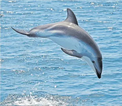  ?? FOTOS: MADRYN TRAVEL ?? Piruetas. Los delfines hacen de las suyas y deleitan a los turistas con grandes saltos.