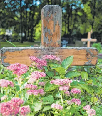  ?? FOTO: ANDREA WARNECKE ?? Ein leuchtende­r letzter Gruß: Einige Sorten der Fetthenne zeigen ihre Blütendold­en erst im Herbst. Sie bieten sich daher für die Grabbepfla­nzung in dieser Zeit an.