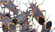  ?? GETTY IMAGES/ ISTOCKPHOT­O ?? Dawn dish soap and water can be used to get rid of stains from box elder bugs (or maple bugs).