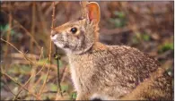  ?? KEITH SUTTON/CONTRIBUTI­NG PHOTOGRAPH­ER ?? Swamp rabbits like to live in bottomland habitat where cottontail­s rarely thrive. Arkansas’ bottomland wildlife management areas harbor healthy huntable population­s.