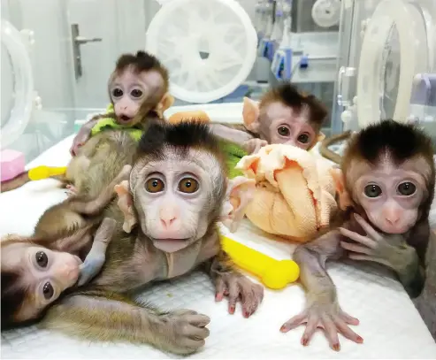  ?? CHINA OUTSTR / AFP / GETTY IMAGES ?? Cloned macaques are seen at a research facility in Shanghai last year. Chinese scientists are drawing condemnati­on from philosophe­rs and ethicists over news that they’ve created transgenic monkeys with elements of a human brain.
