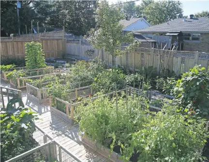  ?? PHOTOS: JEAN LEVAC ?? Conrad Melanson’s Alta Vista backyard produces beans, peas, lettuce, carrots, tomatoes, kale, cucumbers, zucchini and beets.