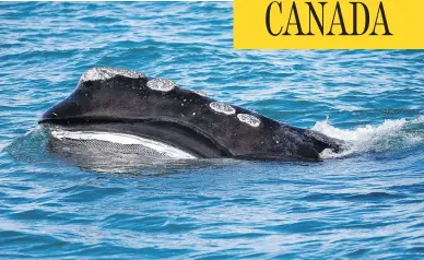  ?? MICHAEL DWYER / THE ASSOCIATED PRESS ?? The baleen is visible on a North Atlantic right whale, which is facing the threat of extinction within a generation.