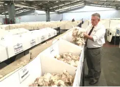  ??  ?? Veteran auctioneer Ian Sharp looks through fine wool samples ahead of an auction in Sydney, Australia. – Reuters photo