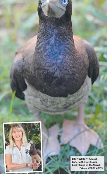  ?? Pictures: WESLEY MONTS ?? LIGHT WEIGHT: Deborah Carter with a rare brown booby found on The Strand.