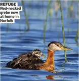  ?? ?? REFUGE Red-necked grebe now at home in Norfolk