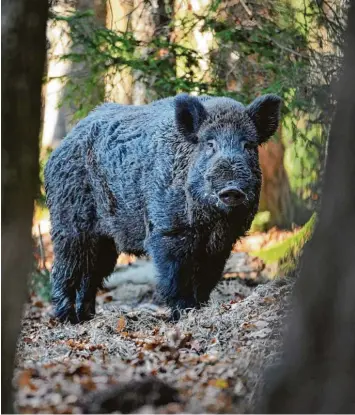  ?? Archivfoto: Tom Engel ?? Bei sogenannte­n Nachschaue­n wurden Waidmänner fünf Mal von verletzten Wildsauen attackiert.