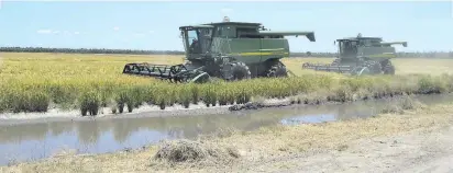  ??  ?? Una de las parcelas de arroz de la estancia 7 Puntas, Chaco, donde se hará una jornada técnica.