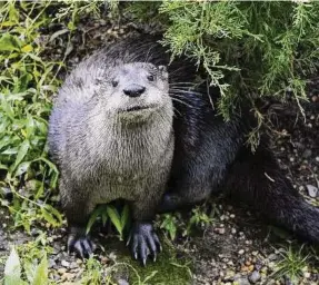  ?? Hearst Connecticu­t Media file photo ?? North American river otter Bert lunches at the Stamford Museum and Nature Center on Aug. 8, 2011.