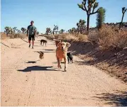  ?? BARTON] [PHOTOS PROVIDE BY LUKE ?? Lee Asher and his dogs take a walk around Joshua Tree National Park in California. Asher is on a cross-country road trip to promote dog adoption.