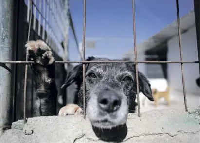  ?? Foto: dpa ?? In Spanien werden Hunde künftig als „fühlende Wesen“eingestuft.