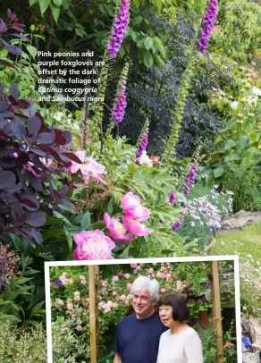  ??  ?? Pink peonies and purple foxgloves are offset by the dark dramatic foliage of Cotinus coggygria and Sambucus nigra