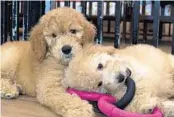  ?? JOSE LUIS MAGANA/AP ?? Puppies play in a cage at a pet store in Columbia, Maryland, in 2019. Florida lawmakers could erase dozens of local laws that ban the sale of dogs and cats from “puppy mills.”