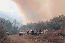  ?? (CARLOS ROMERO) ?? Animales a la deriva. El fuego corrió a las vacas y caballos. Fue la gran preocupaci­ón de muchos habitantes de la zona quemada.