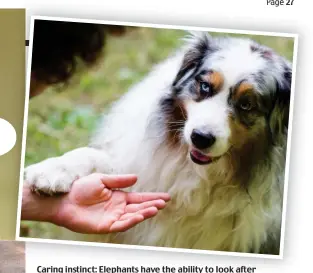  ??  ?? Caring instinct: Elephants have the ability to look after others while dogs, above, can display jealousy. Chimps, bottom left, have been known to show thankfulne­ss