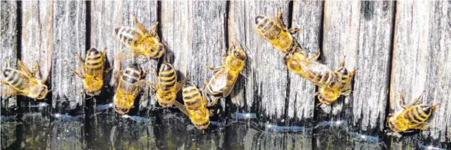  ??  ?? Ein guter Tausch: „Die Bienen kommen regelmäßig von Nachbars Bienenstöc­ken zu unseren Wassertrög­en. Dafür bekommen wir immer Wasserzins in Form von Honig von den Blüten unserer Bäume“, berichtet Karl Rosengart.