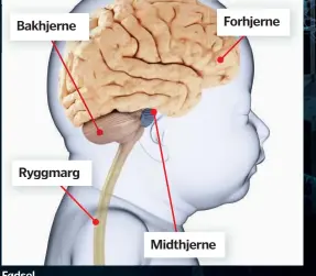  ??  ?? Fødsel
Før babyen blir født, er rundt halvparten av nervecelle­ne i hjernen borte, og koblingene beskjæres. Det er bare de mest nyttige som blir igjen. Denne prosessen fortsetter etter fødselen.