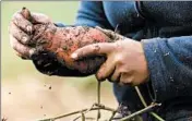  ??  ?? Employees harvest sweet potatoes PrairiErth Farm.