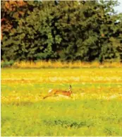  ??  ?? Auf den Wiesen und Feldern rund um Graben fühlen sich die Feldhasen wohl.