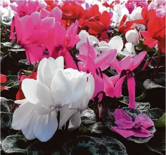  ?? Staff file photo ?? Cyclamen foliage is waxy with attractive patterns; the blooms are an intense red, pink and white.