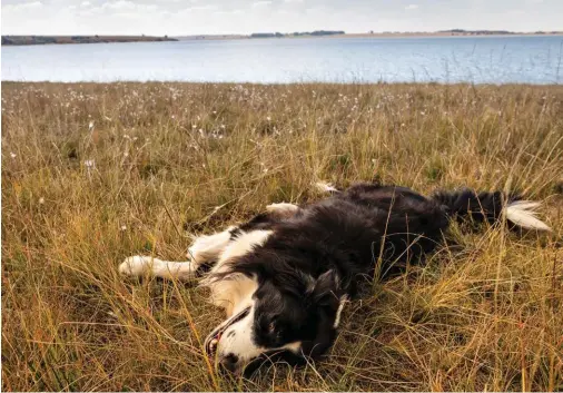  ??  ?? Rex woon al jare op Teen Die Meer. Hier geniet hy die wintersonn­etjie.