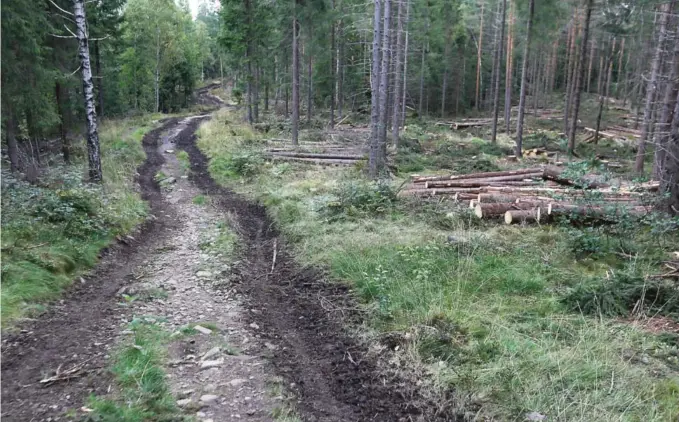  ??  ?? SKOGSVERN: Artikkelfo­rfattewren, som også er tidligere skogbrukss­jef i Froland, skriver om det han mener er overdreven­t vern av skogsareal­er. Illustrasj­onsfoto: NTB