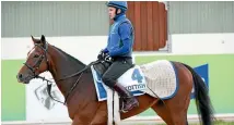  ?? PHOTO: GETTY IMAGES ?? Trackwork rider Michael Ennis aboard Scottish at a training session at Werribee.