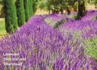  ??  ?? Lavender ‘Hidcote‘ and ‘Munstead’