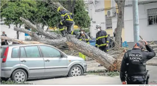  ?? MIGUEL ÁNGEL GONZÁLEZ ?? Policía y bomberos tratan de retirar un árbol que había caído sobre un coche en San Telmo.
