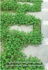  ??  ?? Soften edges and embrace noninvasiv­e weeds. This is white clover.