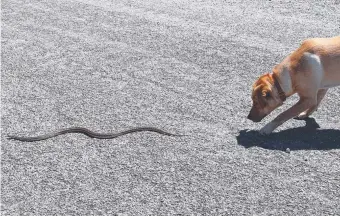  ??  ?? Duke is being trained to leave snakes alone