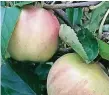  ?? RP-FOTOS (5): ISABEL KLAAS ?? Sie heißen Elstar (1), Alkmene (2), Pinova (3) oder Rubinette (4) und sind nicht nur schmackhaf­t, sonder auch sehr gesund. Frische Äpfel gibt es auf dem Markt oder in den Hofläden der Bauernhöfe. Auch Supermärkt­e bieten heimische Äpfel an.