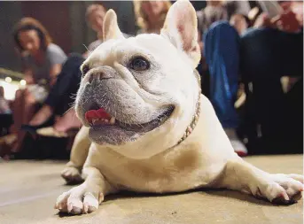  ?? TINA FINEBERG/ASSOCATED PRESS ?? French bulldog Lola lies on the floor prior to the start of a St. Francis Day service at the Cathedral of St. John the Divine in 2007 in New York. The American Kennel Club announced Wednesday 2023 that French bulldogs have become the United States’ most prevalent dog breed, ending Labrador retrievers’ record-breaking 31 years at the top.
