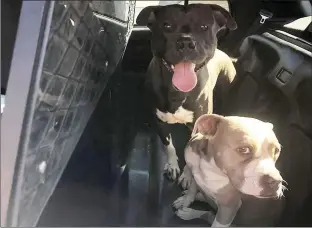  ?? Photo courtesy of the Santa Clarita Valley Sheriff’s Station ?? A sheriff’s deputy found two pit bull pups roaming around in Canyon Country. The dogs were taken to an animal shelter in Castaic by officers of the Los Angeles County Department of Animal Care and Contol.