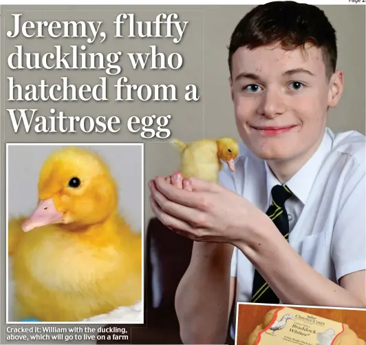  ??  ?? Cracked it: William with the duckling, above, which will go to live on a farm