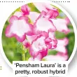  ??  ?? ‘Pensham Laura’ is a pretty, robust hybrid