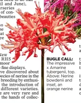  ?? ?? BUGLE CALL: The impressive x Amarine tubergenii, top. Above: Nerine bowdenii and inset, an orange nerine