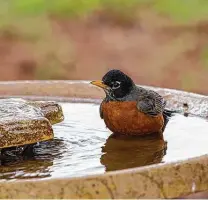  ?? Kathy Adams Clark / Contributo­rs ?? Clean backyard birdbaths to prevent the spread of disease to robins and other birds.