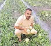  ??  ?? A farmer showing his damaged muskmelon crop at Chak Chela village near Shahkot on Wednesday. HT PHOTO