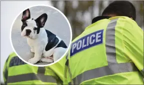  ?? ?? MSP Ms Dowey backed the dog theft law changes