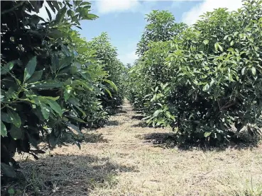  ?? Picture: Gallo Images ?? Thanks to two newly imported cultivars, South Africans can enjoy avocados the whole year round.