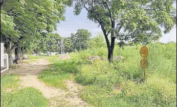  ?? HT PHOTO ?? Wild grass and mounds of constructi­on debris greet residents entering Sector 33 from the Sector 32/33 light point in Chandigarh.