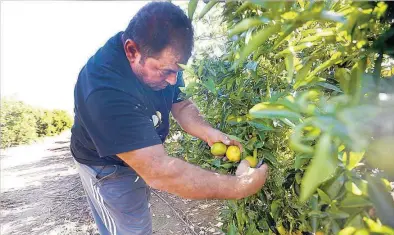  ?? GABRIEL UTIEL ?? ▶▶ Las empresas exportador­as denuncian la existencia de plantacion­es ilegales de variedades como orri o tango.