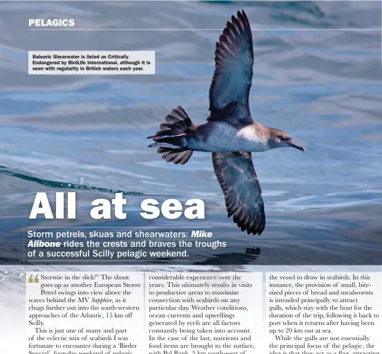  ?? ?? Balearic Shearwater is listed as Critically Endangered by BirdLife Internatio­nal, although it is seen with regularity in British waters each year.