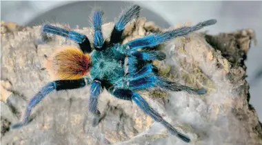  ?? DAMIAN DOVARGANES/The Associated Press ?? This greenbottl­e blue male tarantula is one of 50 of the spiders belonging to Los Angeles resident Dee Reynolds.