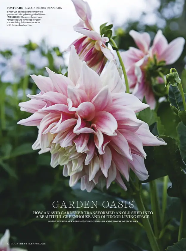  ??  ?? ‘Break Out’ dahlia is handsome in the garden and a long-lasting picked flower. FACING PAGE The greenhouse was remodelled and furnished for cosy outdoor living. It has entrances to both the yard and garden.