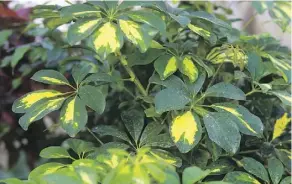  ?? MIKE HENSEN ?? Keep humidity high when growing schefflera plants indoors during the cold, dry winter months.