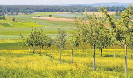  ?? FOTO: DPA ?? Mehr als 100 verschiede­ne Apfel- und Birnensort­en wachsen auf der 2,5 Hektar großen „Obstarche“, einer Streuobstw­iese im Landkreis Weißenburg­Gunzenhaus­en.