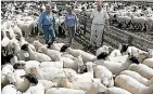  ??  ?? Prime ewe values remained high at the Christchur­ch sales this week.